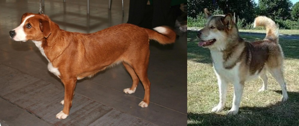 Greenland Dog vs Austrian Pinscher - Breed Comparison