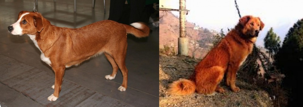 Himalayan Sheepdog vs Austrian Pinscher - Breed Comparison