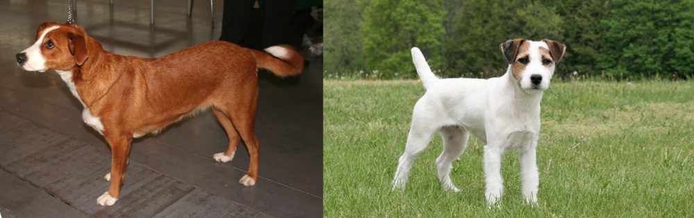 Jack Russell Terrier vs Austrian Pinscher - Breed Comparison