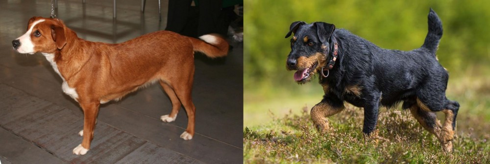 Jagdterrier vs Austrian Pinscher - Breed Comparison