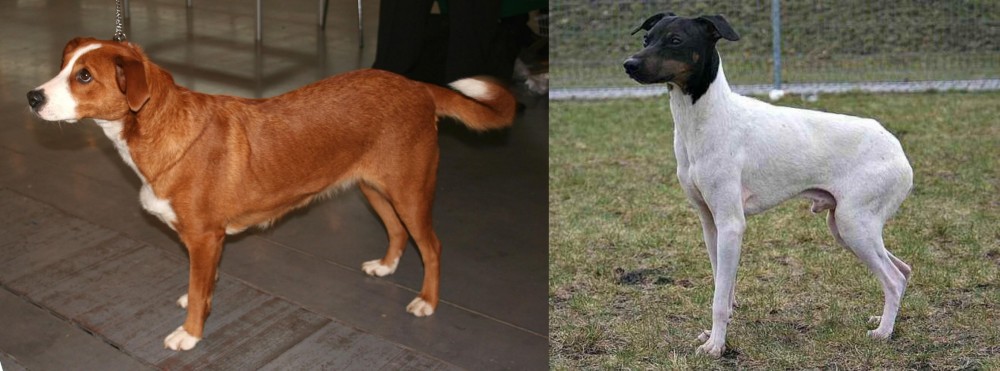 Japanese Terrier vs Austrian Pinscher - Breed Comparison