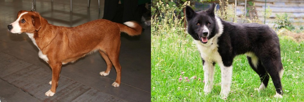 Karelian Bear Dog vs Austrian Pinscher - Breed Comparison