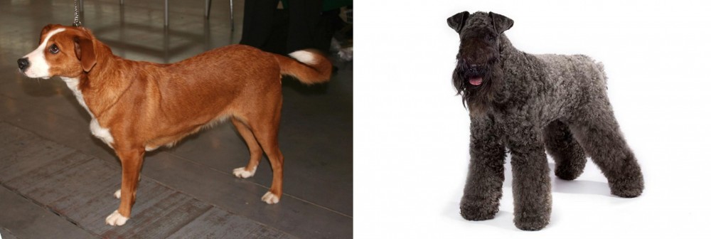 Kerry Blue Terrier vs Austrian Pinscher - Breed Comparison