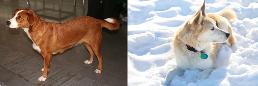 Labrador Husky vs Austrian Pinscher - Breed Comparison