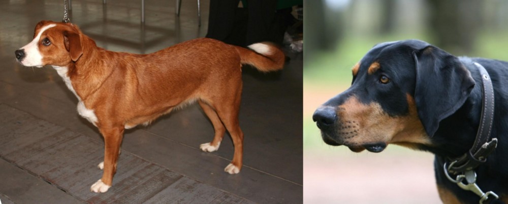 Lithuanian Hound vs Austrian Pinscher - Breed Comparison