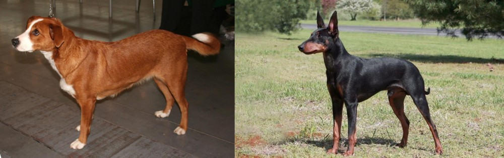 Manchester Terrier vs Austrian Pinscher - Breed Comparison
