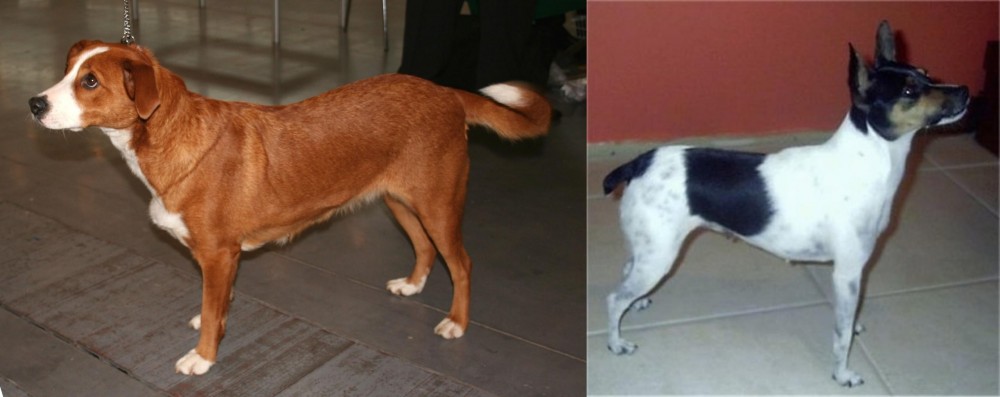 Miniature Fox Terrier vs Austrian Pinscher - Breed Comparison