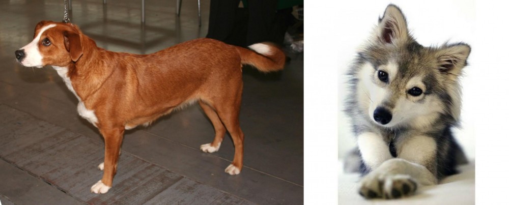 Miniature Siberian Husky vs Austrian Pinscher - Breed Comparison