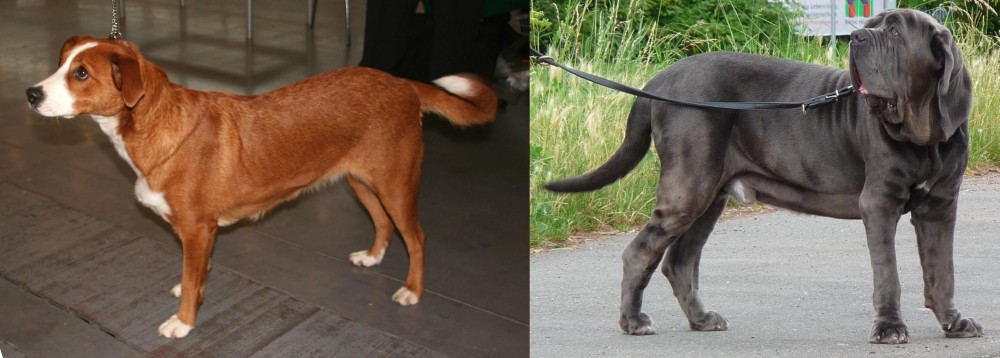 Neapolitan Mastiff vs Austrian Pinscher - Breed Comparison