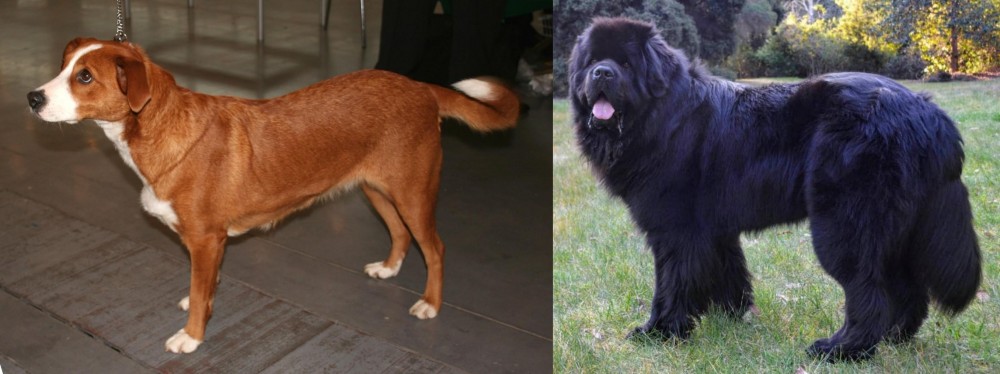 Newfoundland Dog vs Austrian Pinscher - Breed Comparison