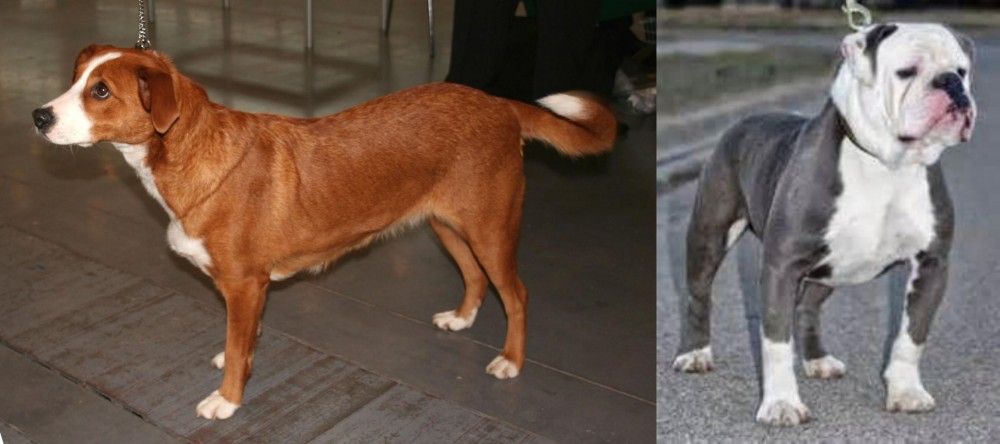 Old English Bulldog vs Austrian Pinscher - Breed Comparison