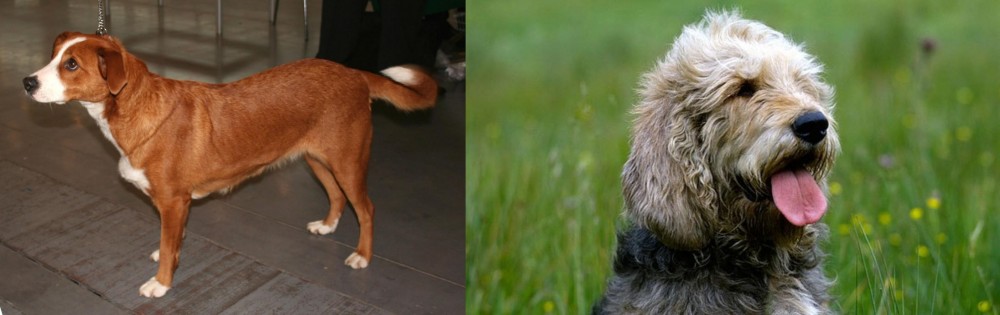 Otterhound vs Austrian Pinscher - Breed Comparison