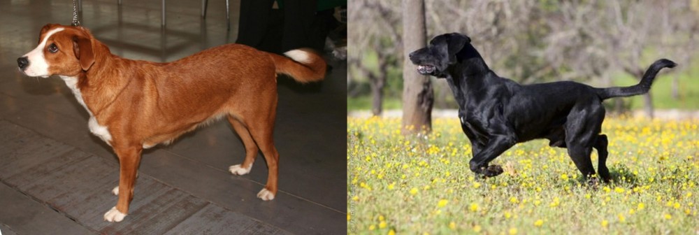 Perro de Pastor Mallorquin vs Austrian Pinscher - Breed Comparison