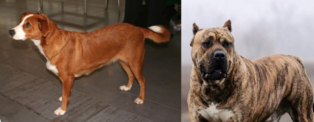 Perro de Presa Canario vs Austrian Pinscher - Breed Comparison