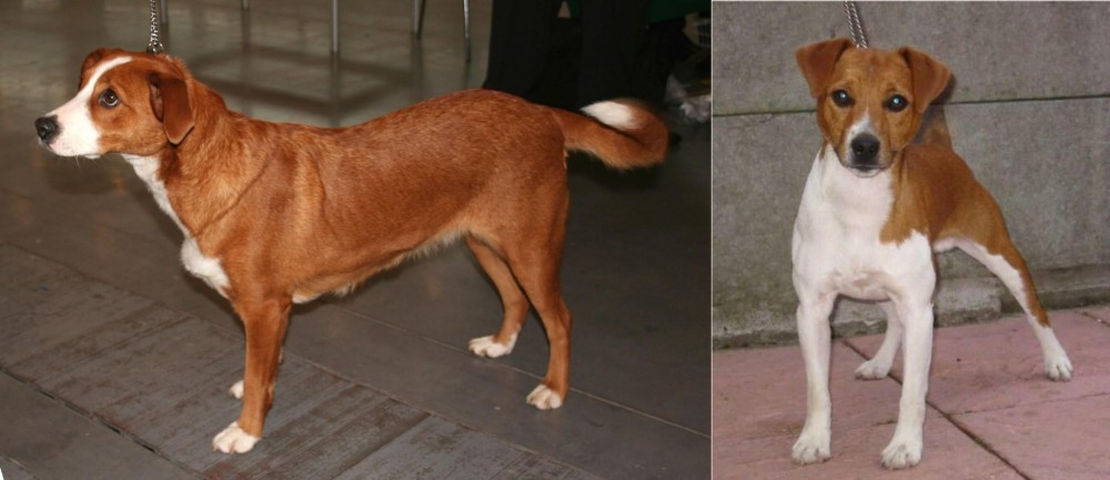 Plummer Terrier vs Austrian Pinscher - Breed Comparison