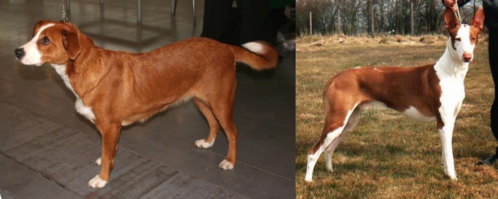 Podenco Canario vs Austrian Pinscher - Breed Comparison