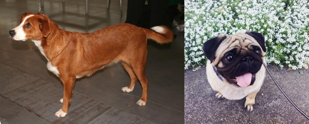 Pug vs Austrian Pinscher - Breed Comparison