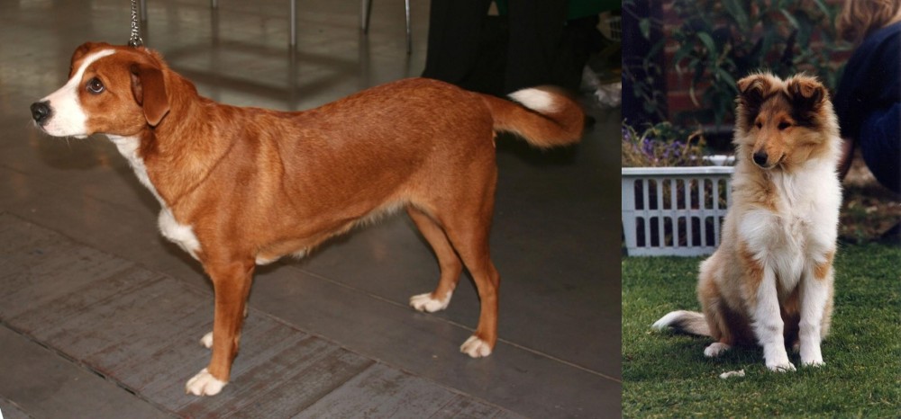 Rough Collie vs Austrian Pinscher - Breed Comparison