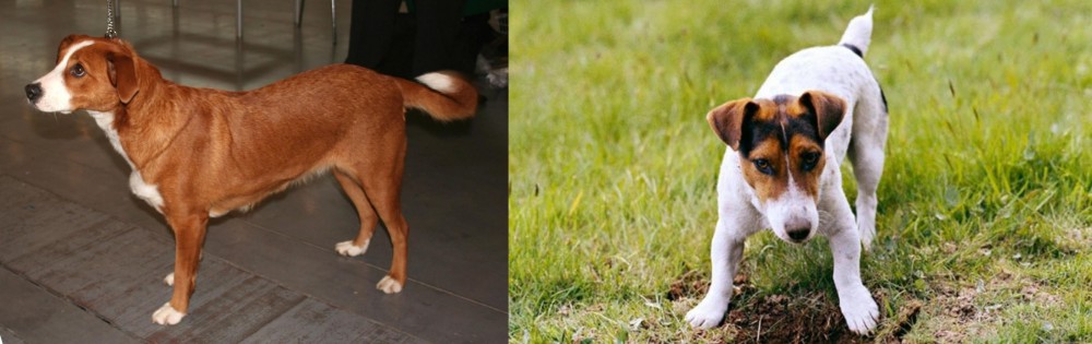 Russell Terrier vs Austrian Pinscher - Breed Comparison