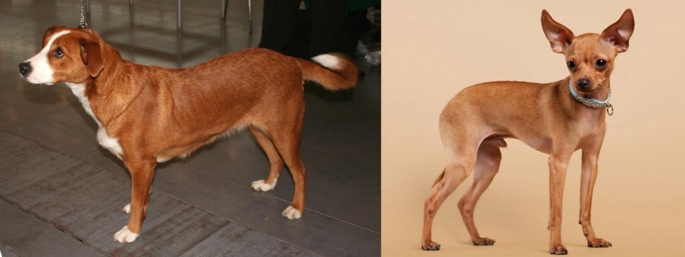 Russian Toy Terrier vs Austrian Pinscher - Breed Comparison