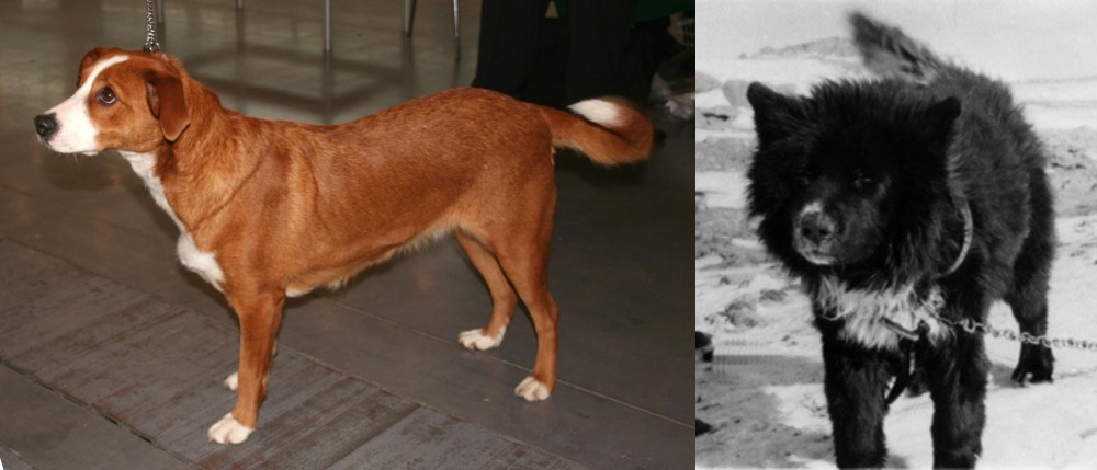 Sakhalin Husky vs Austrian Pinscher - Breed Comparison