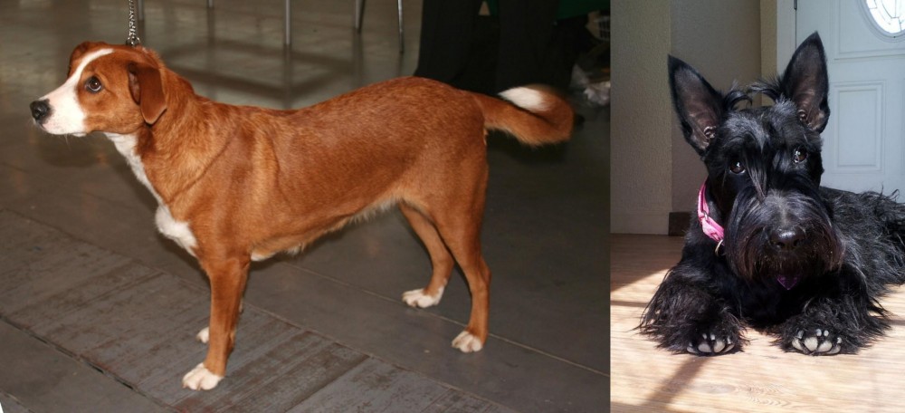 Scottish Terrier vs Austrian Pinscher - Breed Comparison
