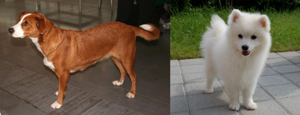 Spitz vs Austrian Pinscher - Breed Comparison