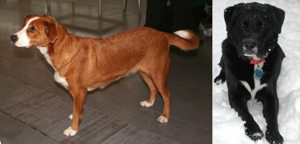 St. John's Water Dog vs Austrian Pinscher - Breed Comparison