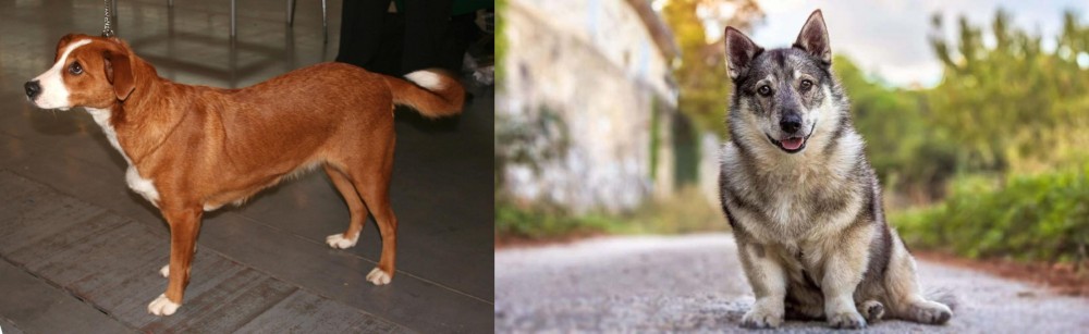 Swedish Vallhund vs Austrian Pinscher - Breed Comparison