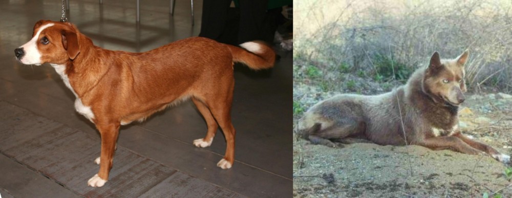 Tahltan Bear Dog vs Austrian Pinscher - Breed Comparison