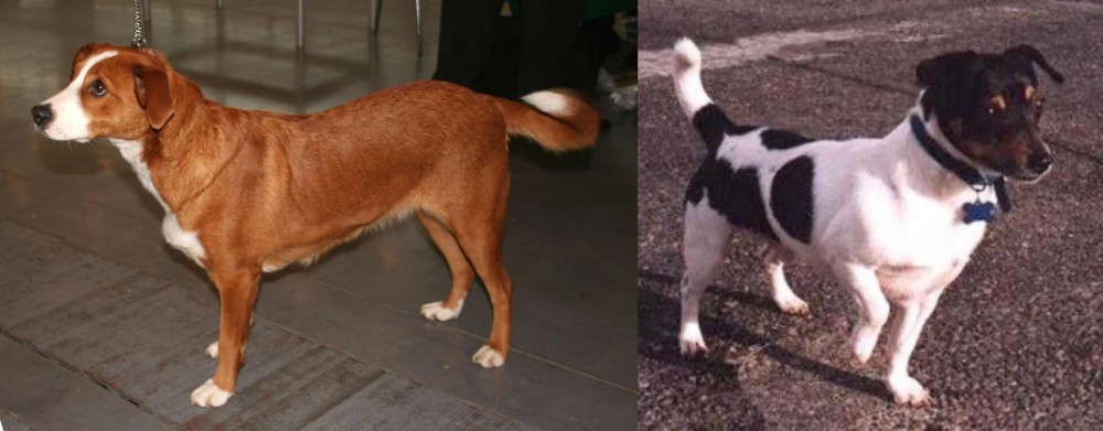 Teddy Roosevelt Terrier vs Austrian Pinscher - Breed Comparison