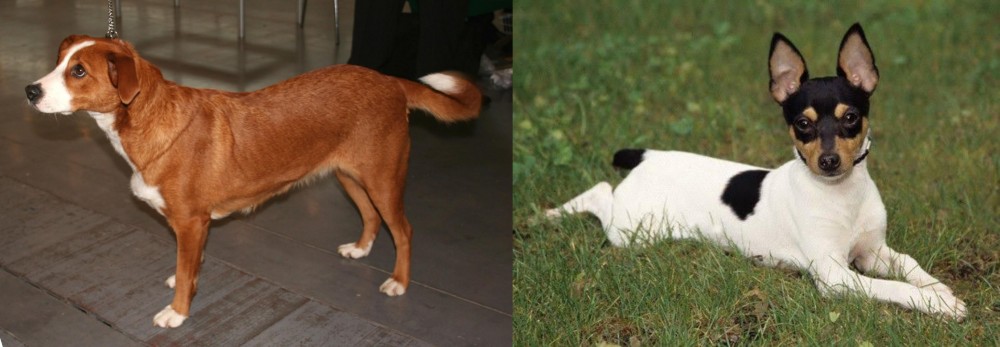Toy Fox Terrier vs Austrian Pinscher - Breed Comparison