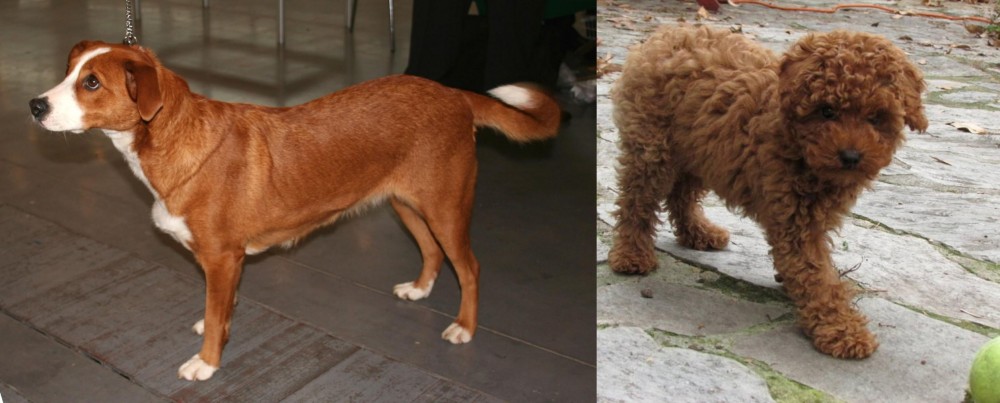 Toy Poodle vs Austrian Pinscher - Breed Comparison