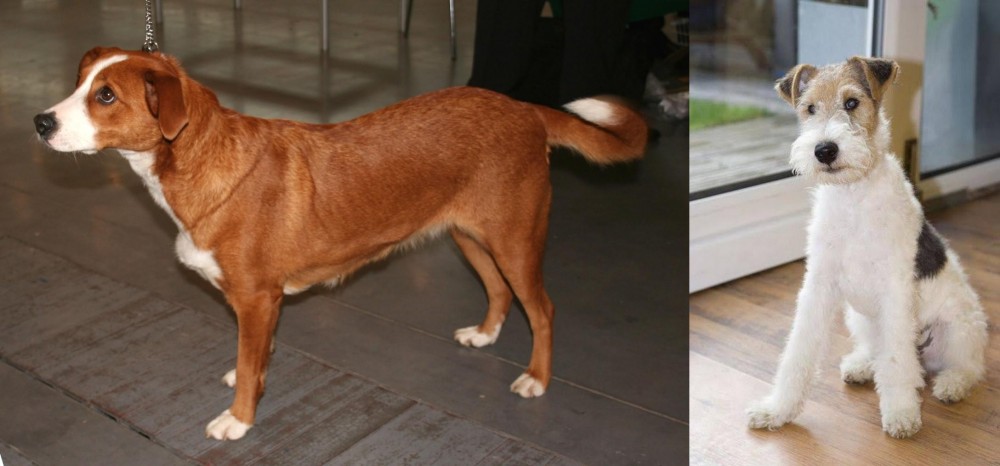 Wire Fox Terrier vs Austrian Pinscher - Breed Comparison