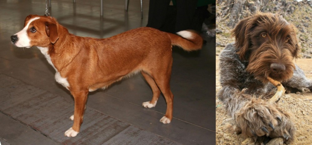 Wirehaired Pointing Griffon vs Austrian Pinscher - Breed Comparison