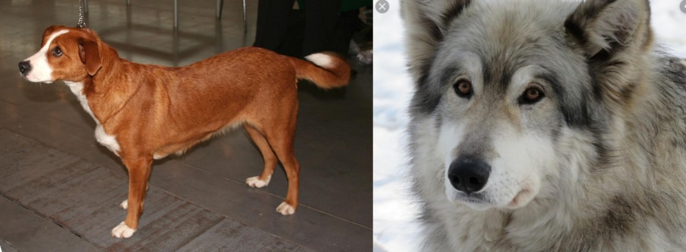 Wolfdog vs Austrian Pinscher - Breed Comparison