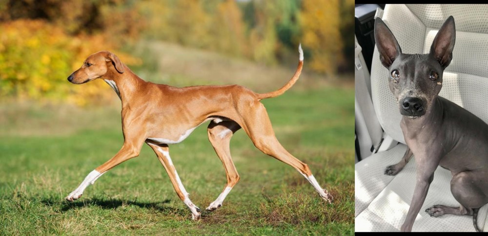 American Hairless Terrier vs Azawakh - Breed Comparison