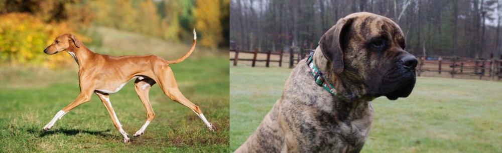 American Mastiff vs Azawakh - Breed Comparison