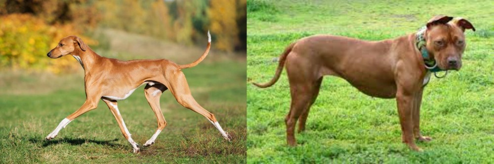 American Pit Bull Terrier vs Azawakh - Breed Comparison