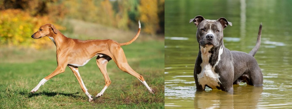 American Staffordshire Terrier vs Azawakh - Breed Comparison
