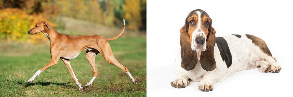 Basset Hound vs Azawakh - Breed Comparison
