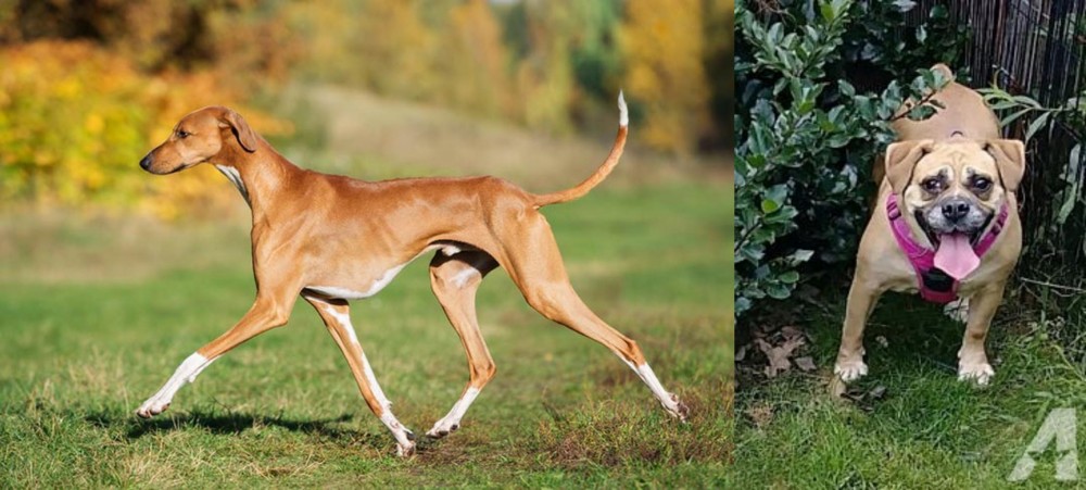 Beabull vs Azawakh - Breed Comparison