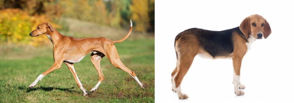 Beagle-Harrier vs Azawakh - Breed Comparison