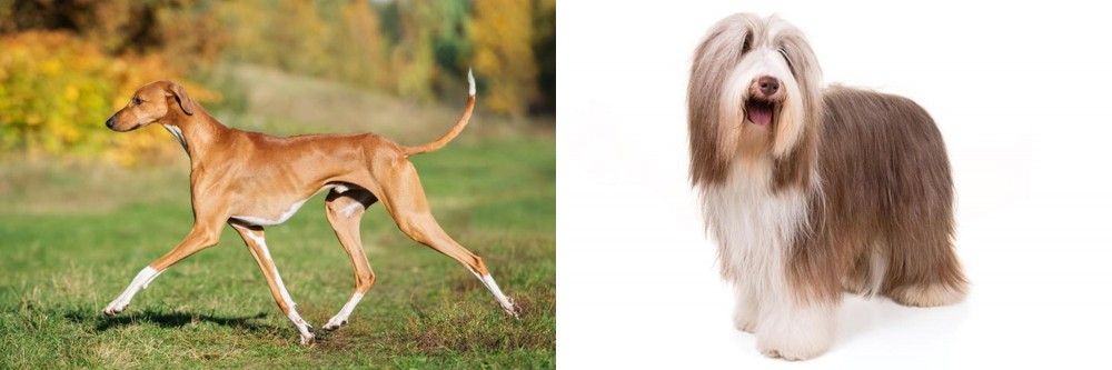 Bearded Collie vs Azawakh - Breed Comparison