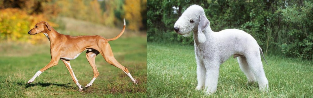 Bedlington Terrier vs Azawakh - Breed Comparison