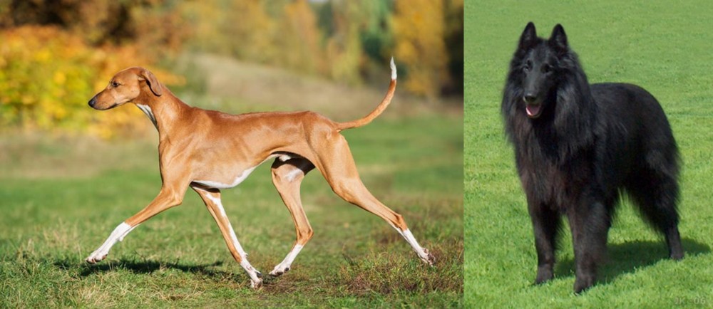 Belgian Shepherd Dog (Groenendael) vs Azawakh - Breed Comparison