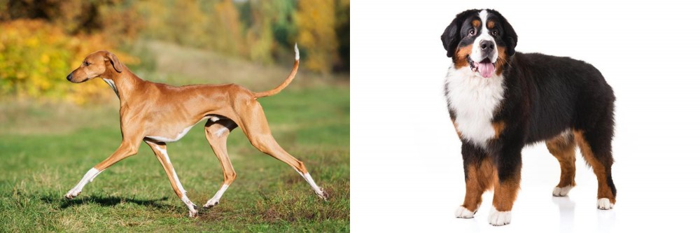 Bernese Mountain Dog vs Azawakh - Breed Comparison