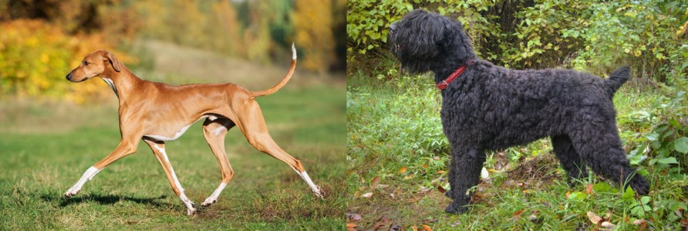 Black Russian Terrier vs Azawakh - Breed Comparison