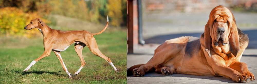 Bloodhound vs Azawakh - Breed Comparison
