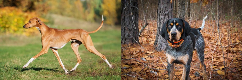Bluetick Coonhound vs Azawakh - Breed Comparison